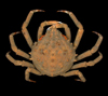 Libinia emarginata, portly spider crab, SEAMAP collections